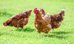 Important information about Avian Influenza