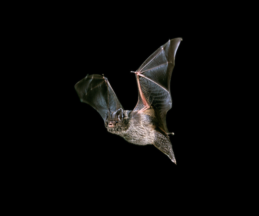 Newsflash! St Mary's Bat Survey 